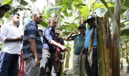 Minister of Agriculture, Livestock, Land and Irrigation K.D. Lalkantha inspects the Agriculture Sector Modernization Project, Ambul, Cavendish and hybrid maize seed production projects.